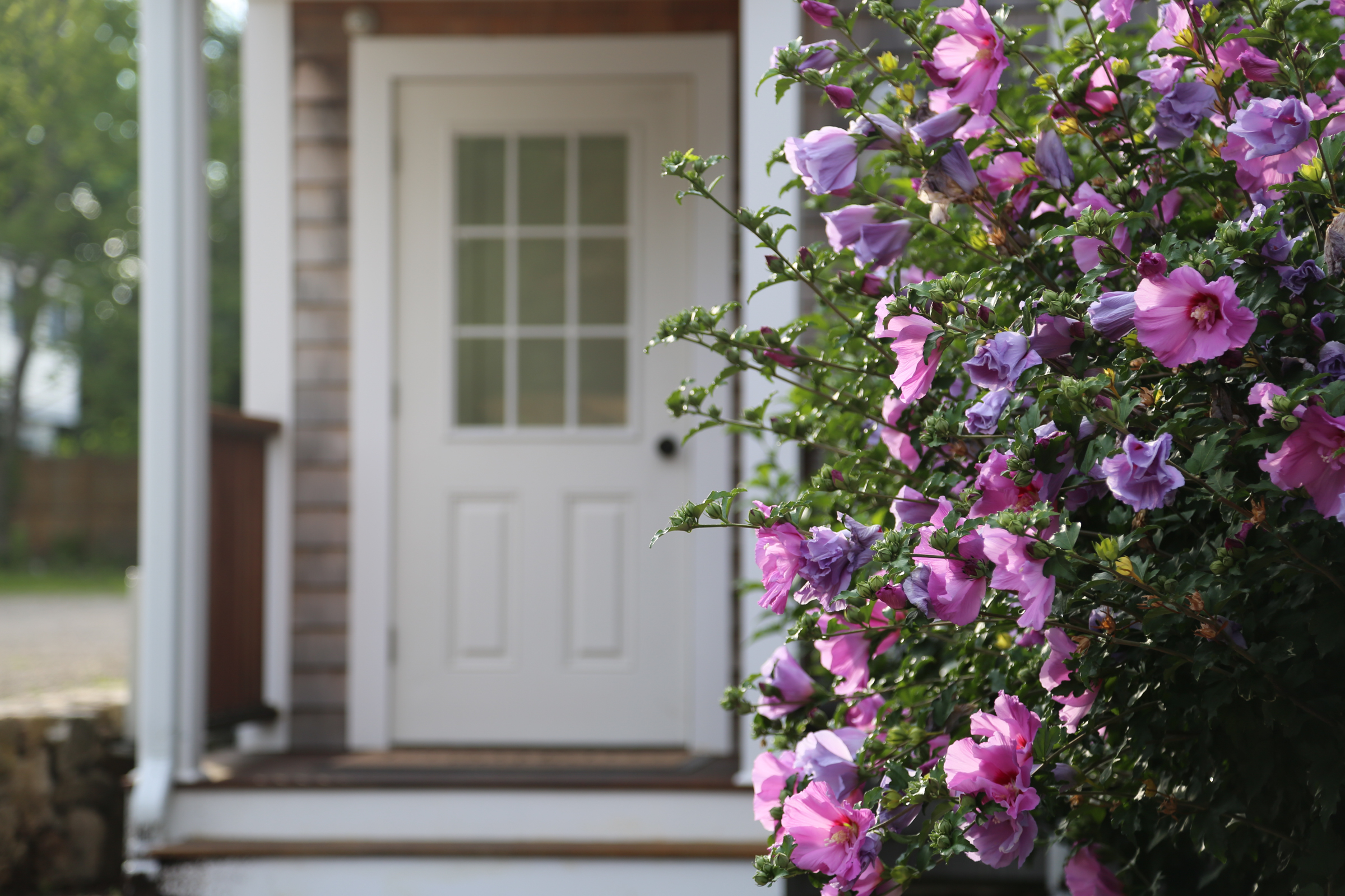 Front door of Franklin Hotel with blooming purple flowers beside it