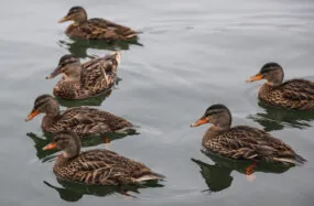 Group of ducks swimming on calm water