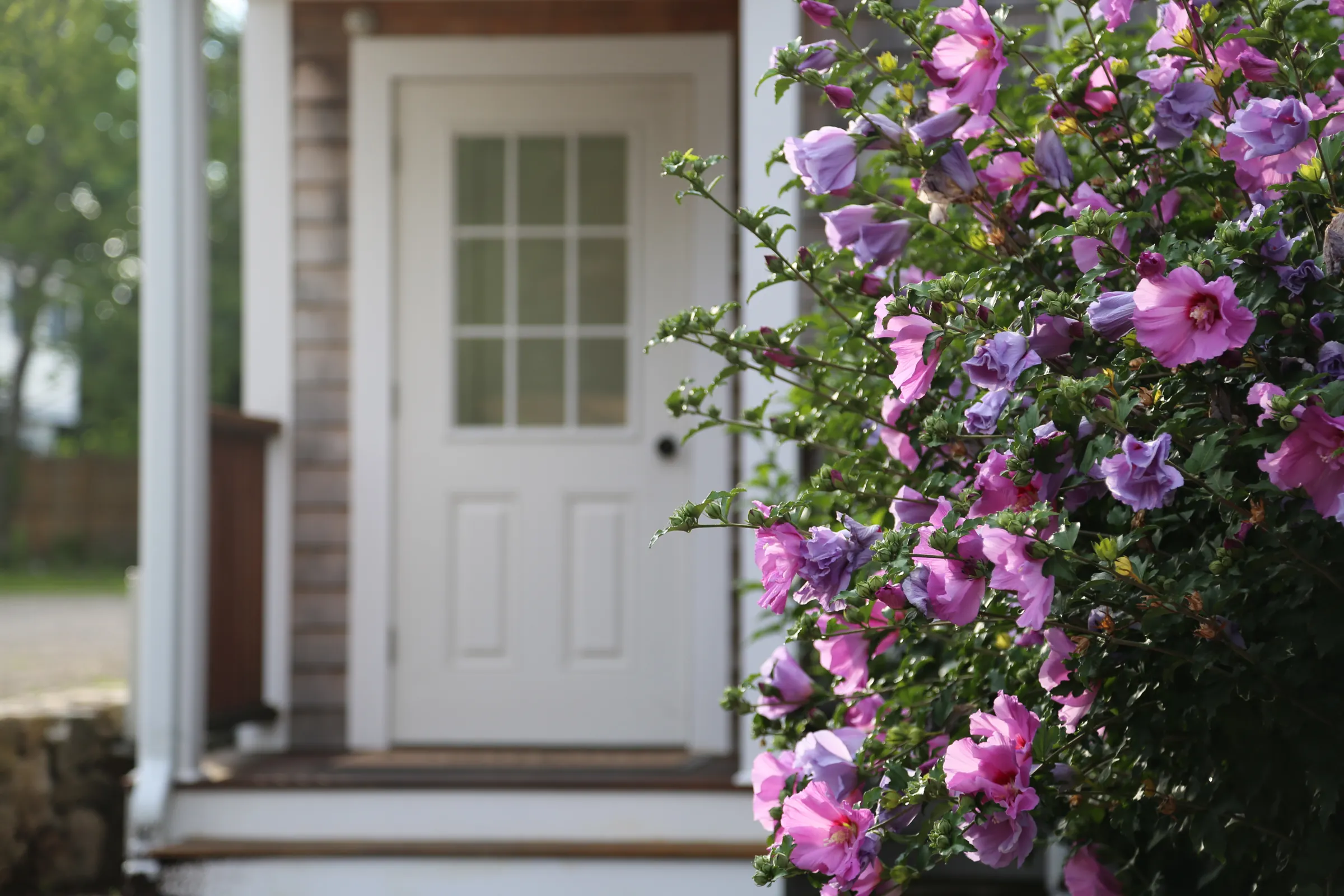 Front door of Franklin Hotel with blooming purple flowers beside it