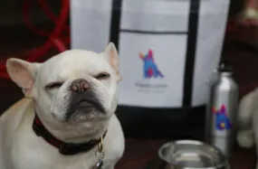 French bulldog sitting in front of dog friendly items at Franklin Hotel